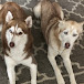 Math 4 Huskies!