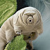 logo Water Bear