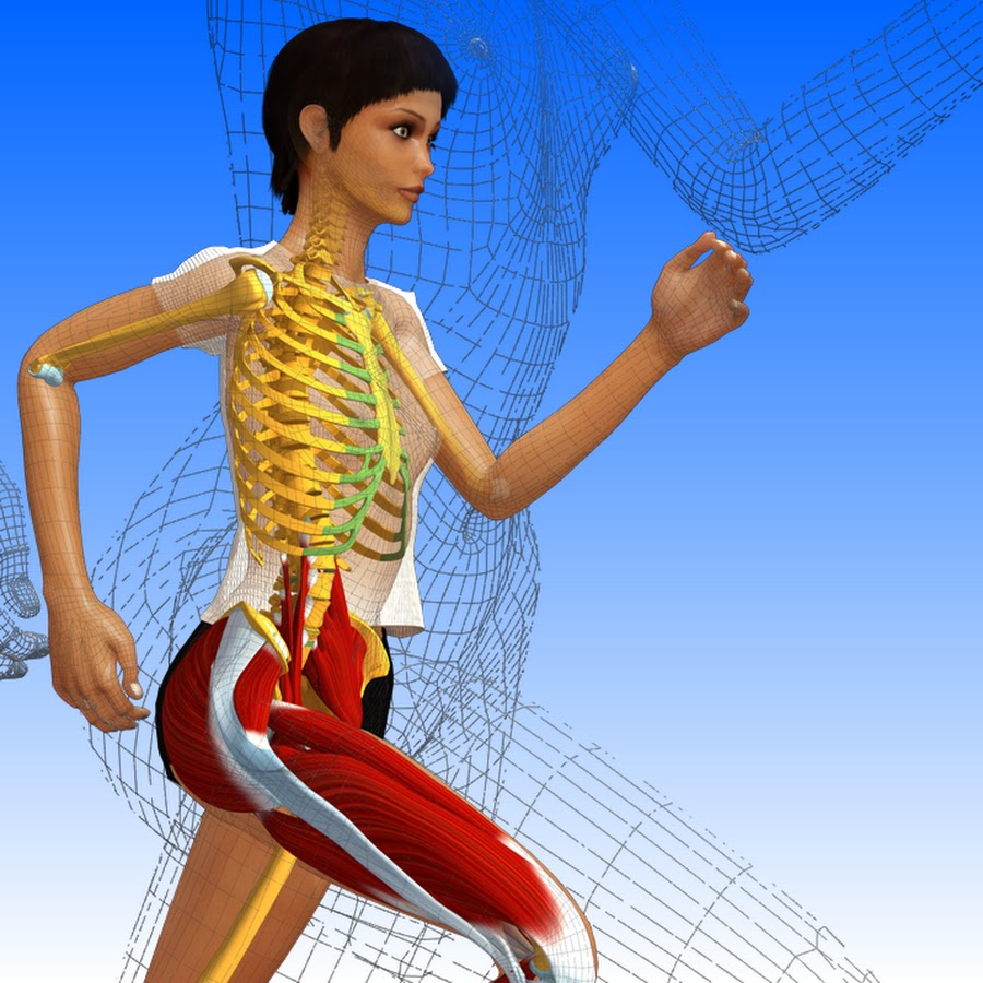 Anatomie 3D Lyon @anatomie3dlyon