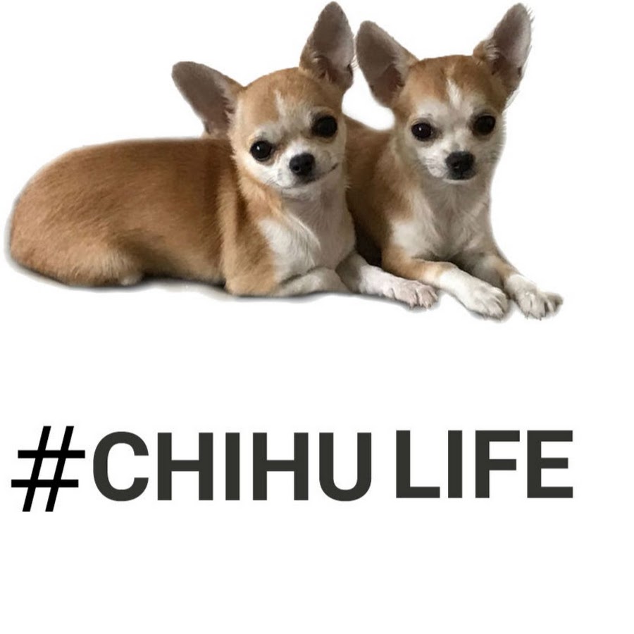 Chihu Life