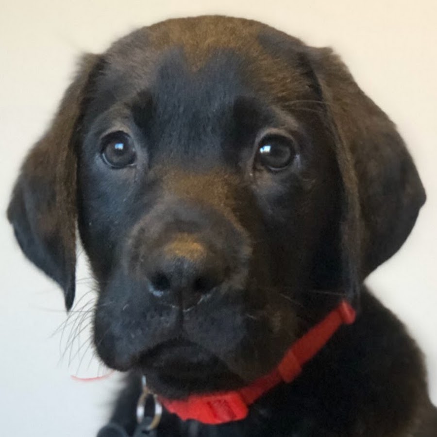 Runner The Labrador