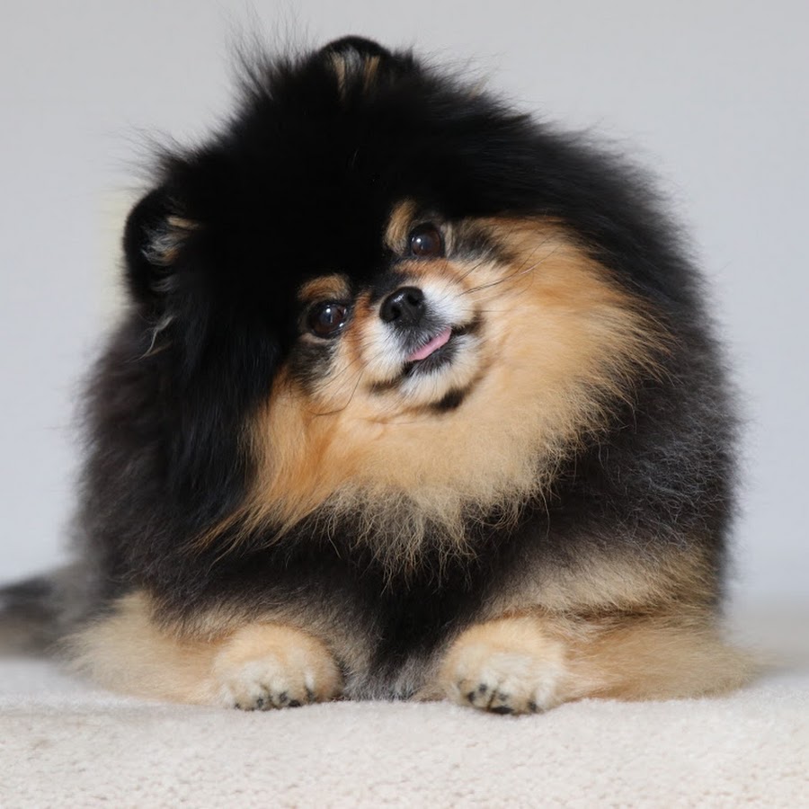 Mocha pomeranian sales