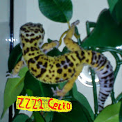 ZZZ2 Gecko