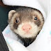 The Ferret Rescue Society of Ottawa