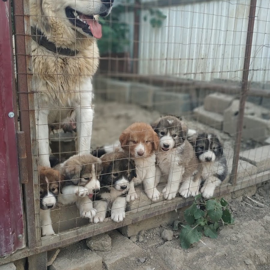 Волкодавы.Wolfhounds. 05. @Wolfhounds