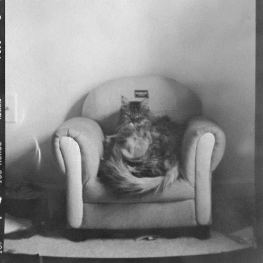 major-dolby-s-cat-youtube