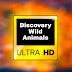 logo Discovery Wild Animals