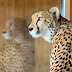 logo I_am_cheetah