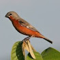 Guyana Birds