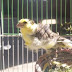 Canary Bird