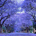 Jacaranda