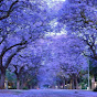 Jacaranda