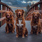 Dutch Tollers