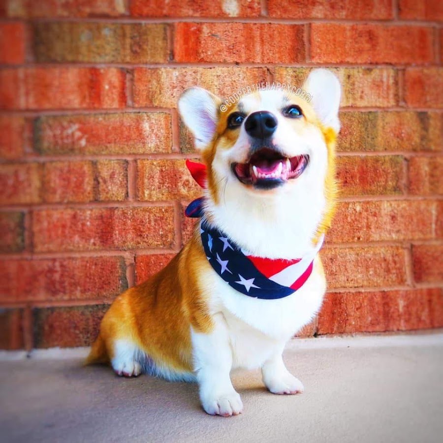 Cooper the Happy Corgi 