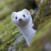 logo White Winter Weasel