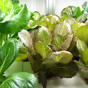 Controlled Environment Plant Physiology and Technology