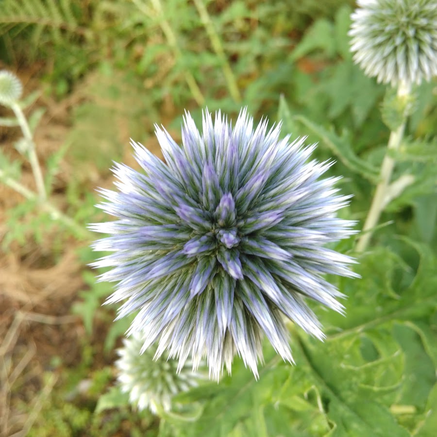 Mario Steiner Youtube