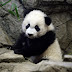 logo Panda girl