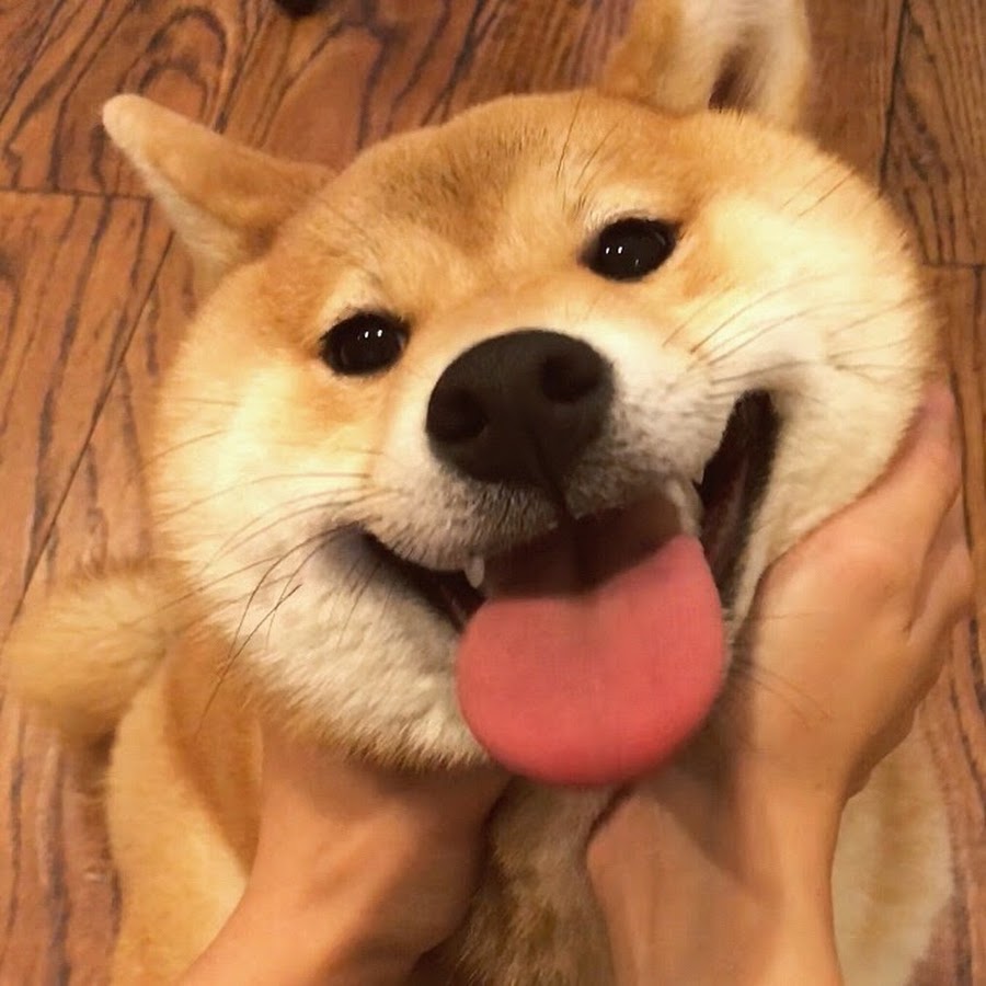 Oka the Shiba Inu 柴犬Oka @okatheshibainu