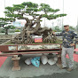 Trung Bonsai