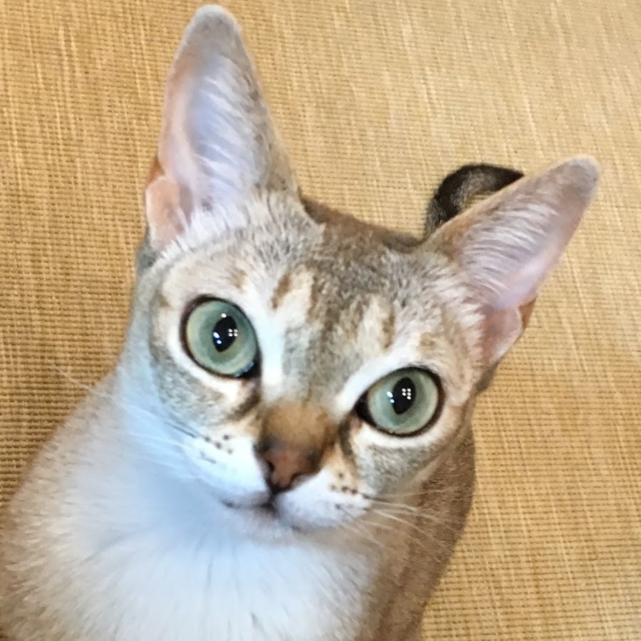 hellofrancis