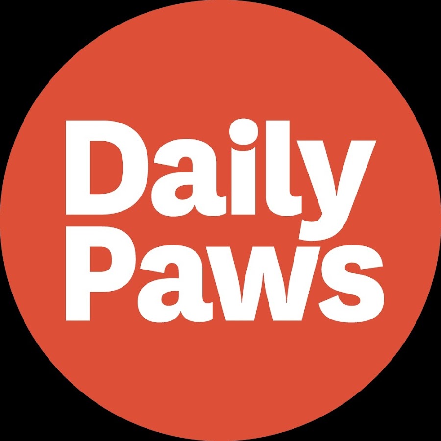 Daily Paws - YouTube