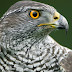 logo HAWK Music