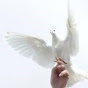 White Dove