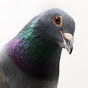 Lormans Racing Pigeons