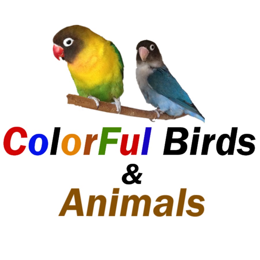 ColorFul Birds & Animals @colorfulbirdsanimals9936