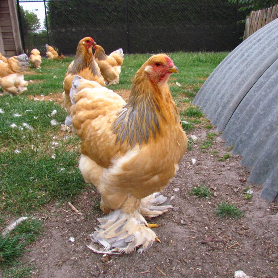 Buff Brahma  Glendevon Poultry