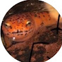 Slithering Salamander Scapes