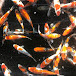 TAKEDA KOI FARM hiroshima Japan 竹田養鯉場