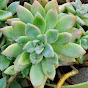 Succulent Queen