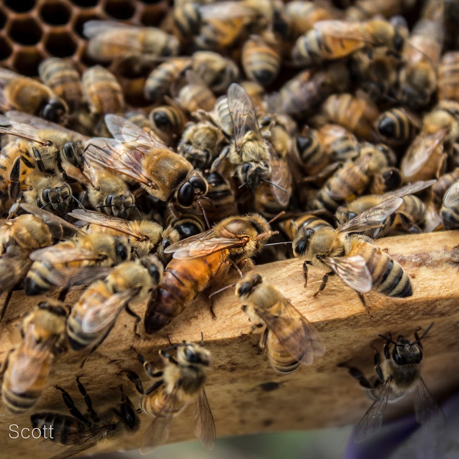 Michigan State University Beekeeping