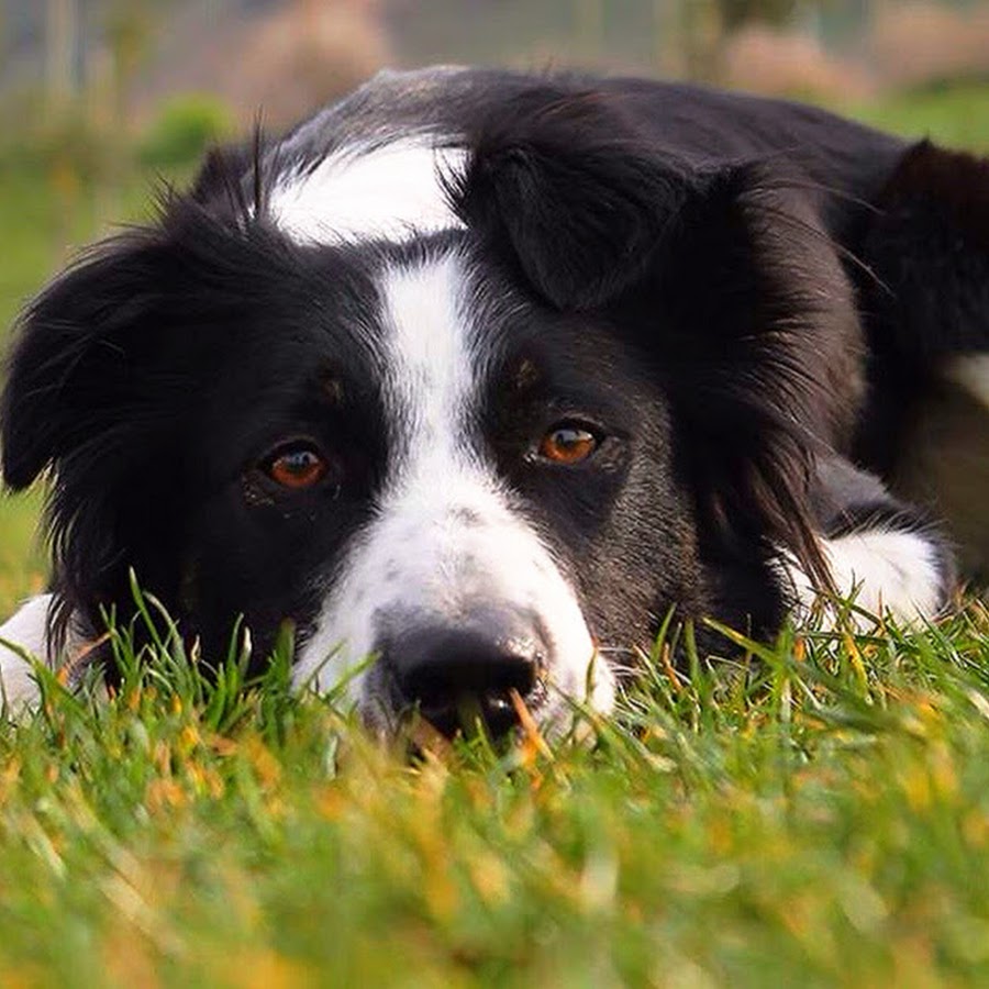 Mara Border Collie