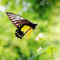 CV butterflies of borneo