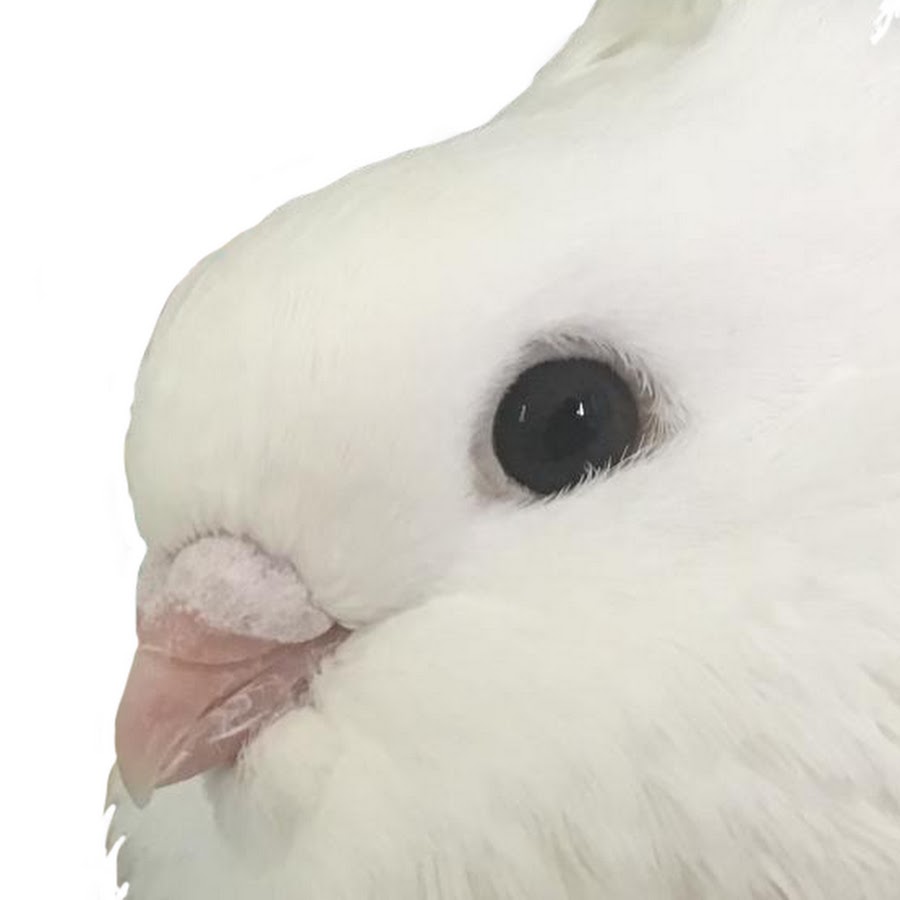 influencer profile picture