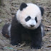 milca panda