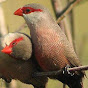 amigos criadores de aves