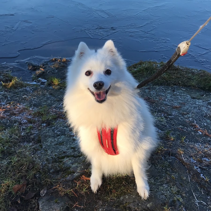 MollytheSpitz