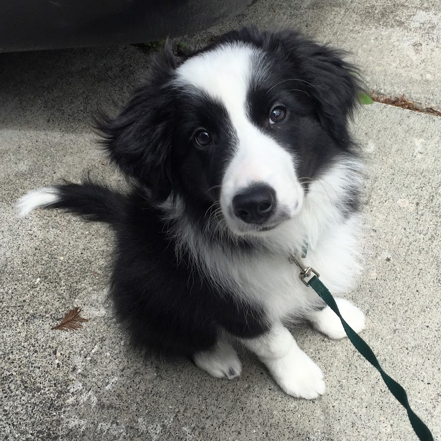 Benji Border Collie