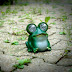 Knallfrosch Film