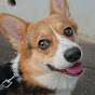 Johnny The Corgi