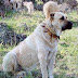 logo KANGAL KİNGDOM TV