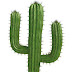 CactusPlant