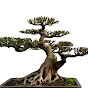 Bonsai Vietnam