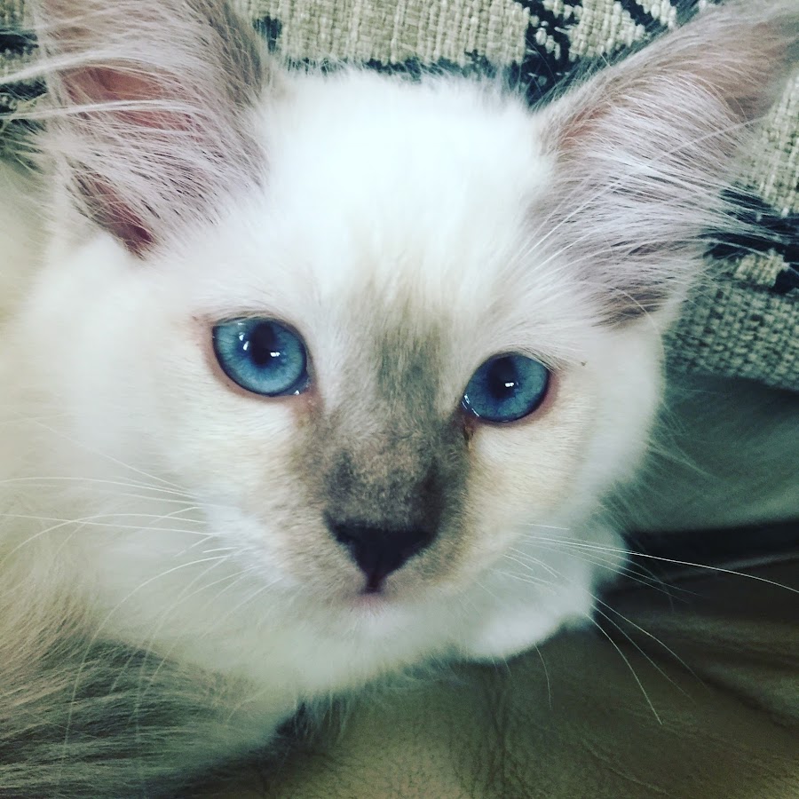 Ragdoll Kitten Life