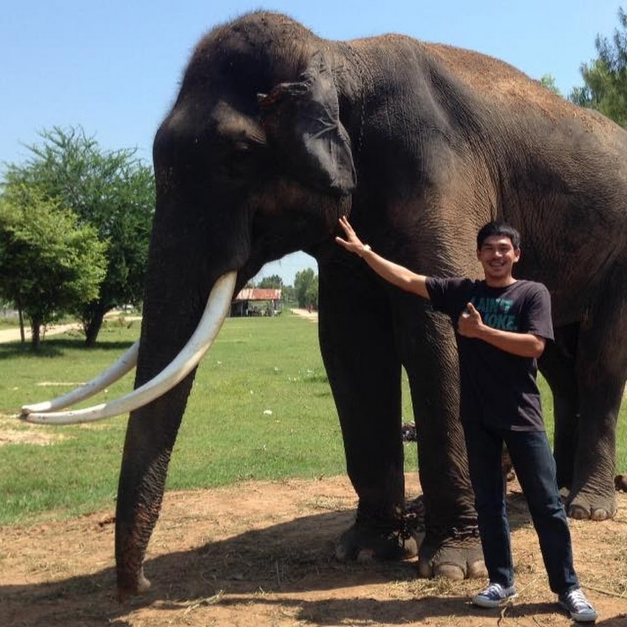 Ready go to ... https://www.youtube.com/channel/UCLUc96p_uZ6G2MDGGbjB6cw [ Elephant Thailand]