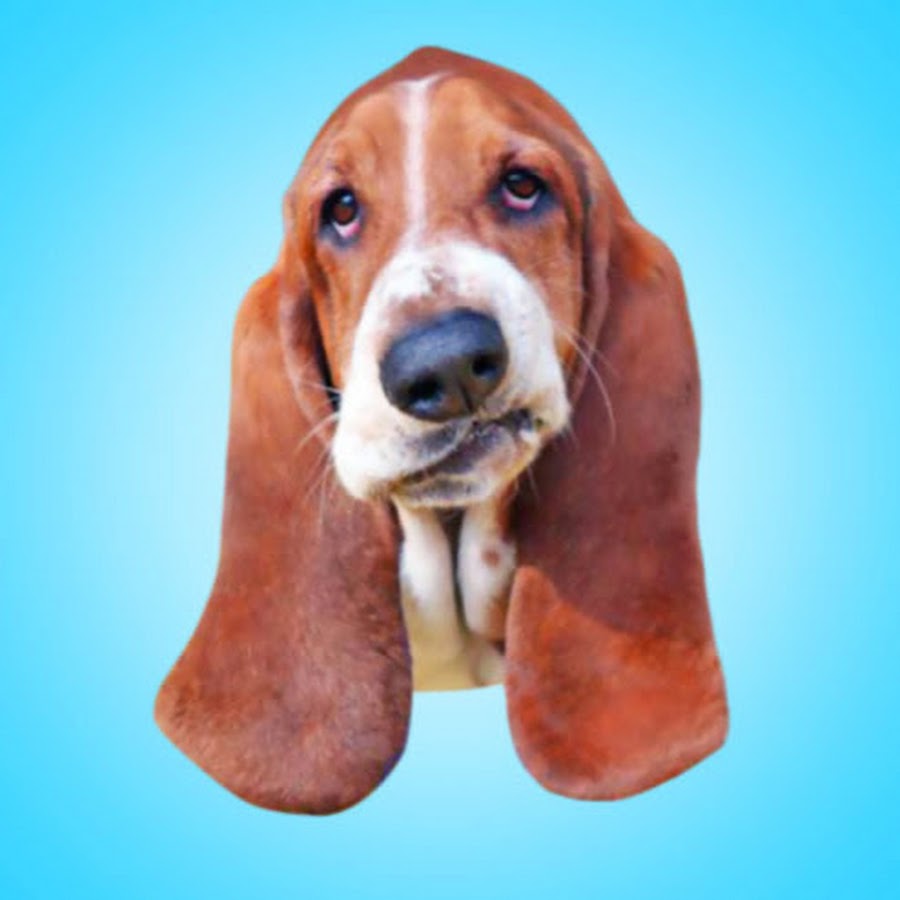 Youtube best sale basset hound